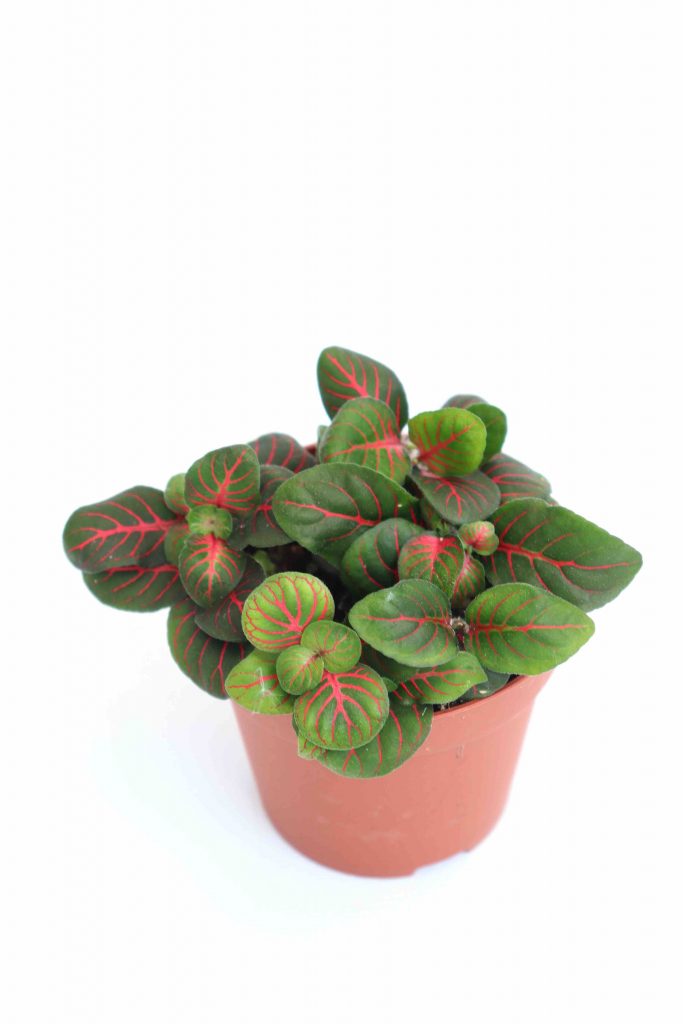 Fittonia-albivenis-‘Red-vein-v8-planthiza