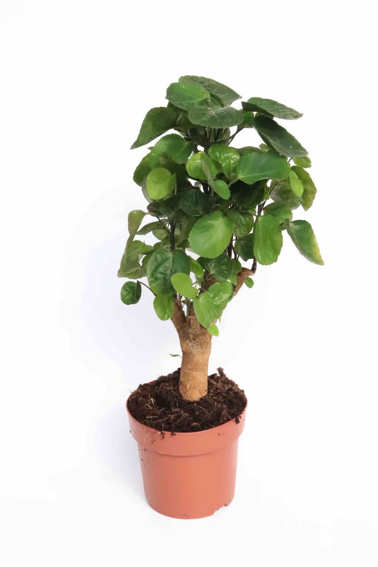 Polyscias-scutellaria-Fabian-v12-768x1152