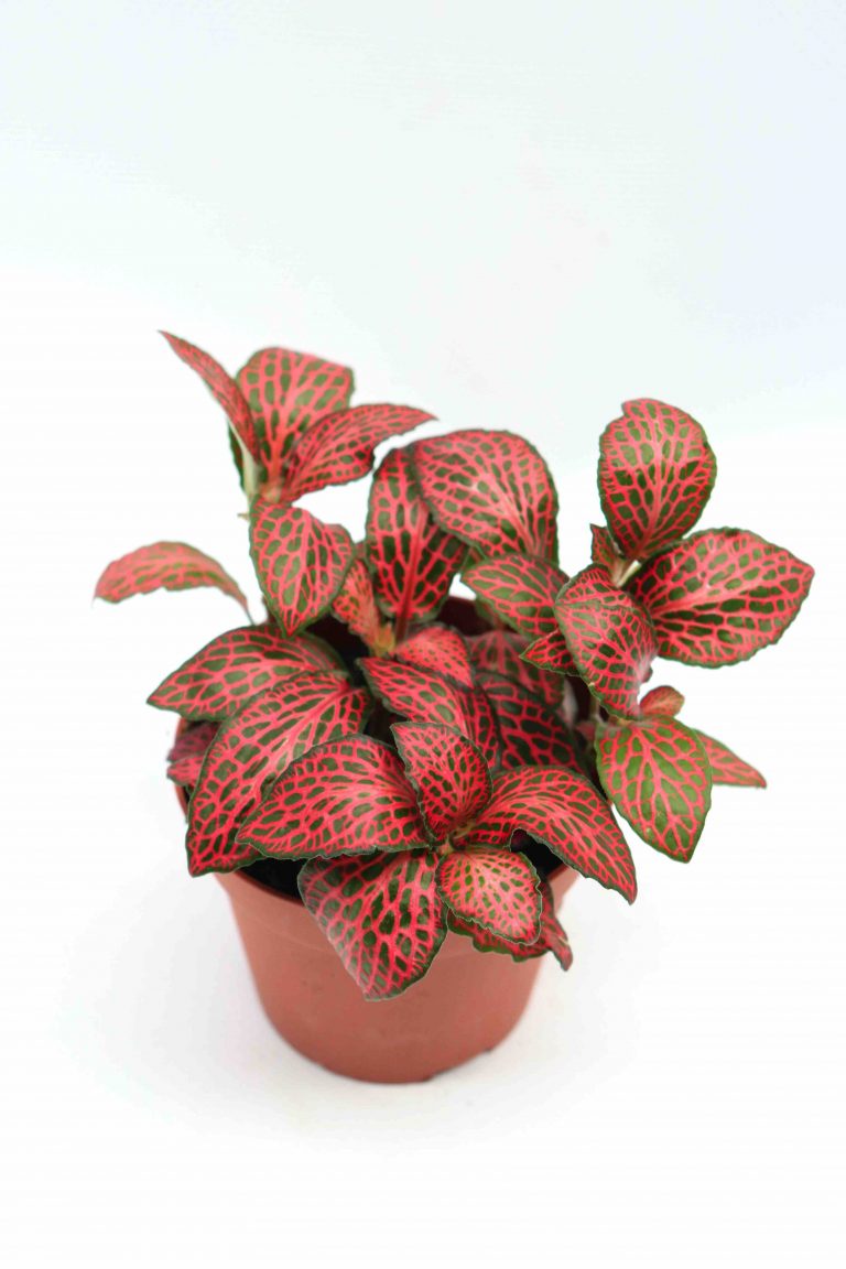 fittonia-forest-flame_planthiza