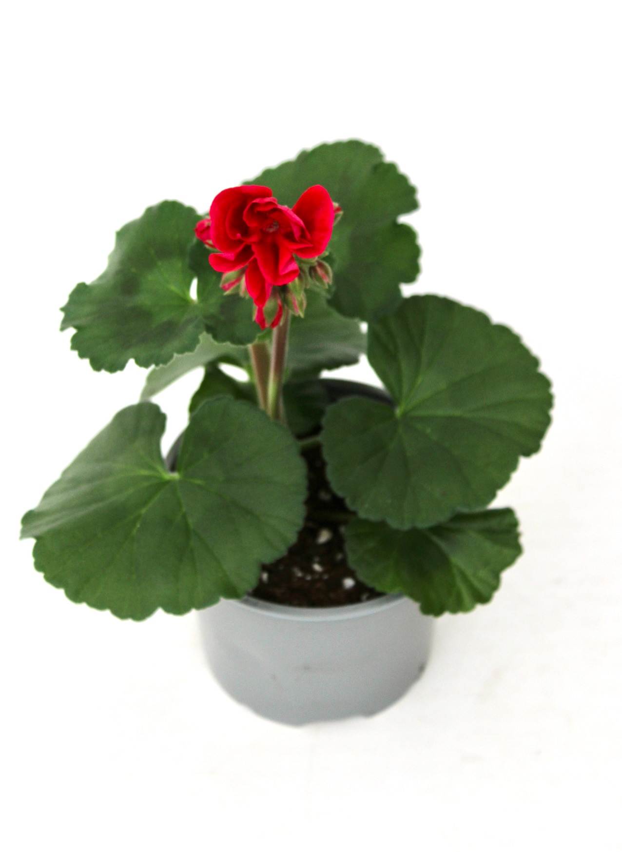pelargonium_v12_planthiza_1