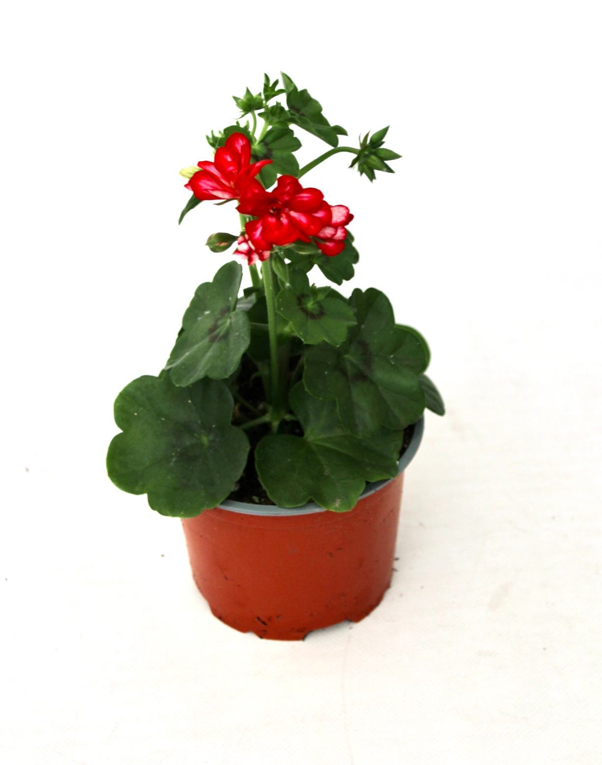 pelargonium_v12_planthiza_2