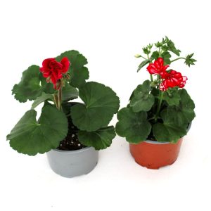 pelargonium_zonale e peltatum_v12_planthia