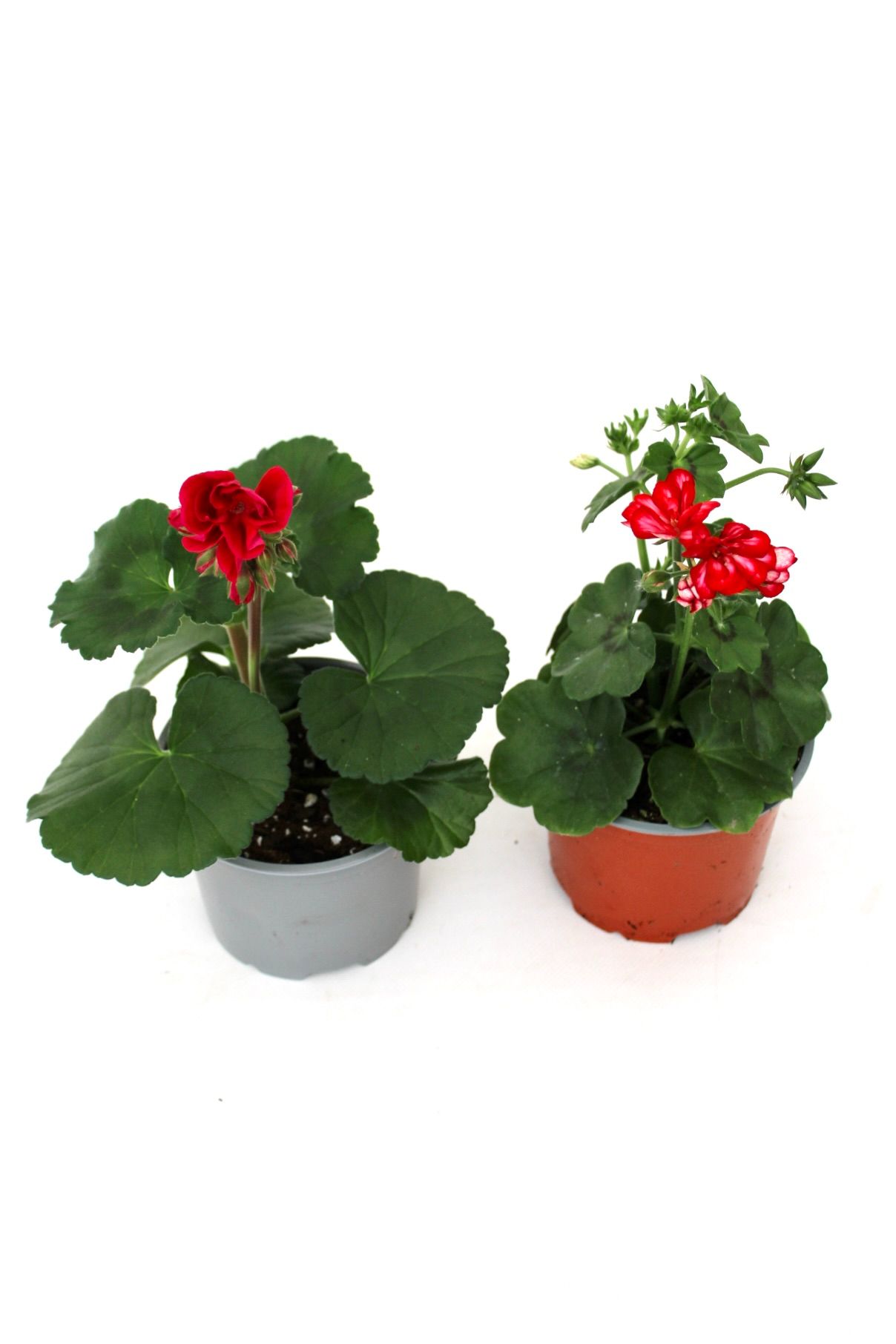 pelargonium_zonale e peltatum_v12_planthia