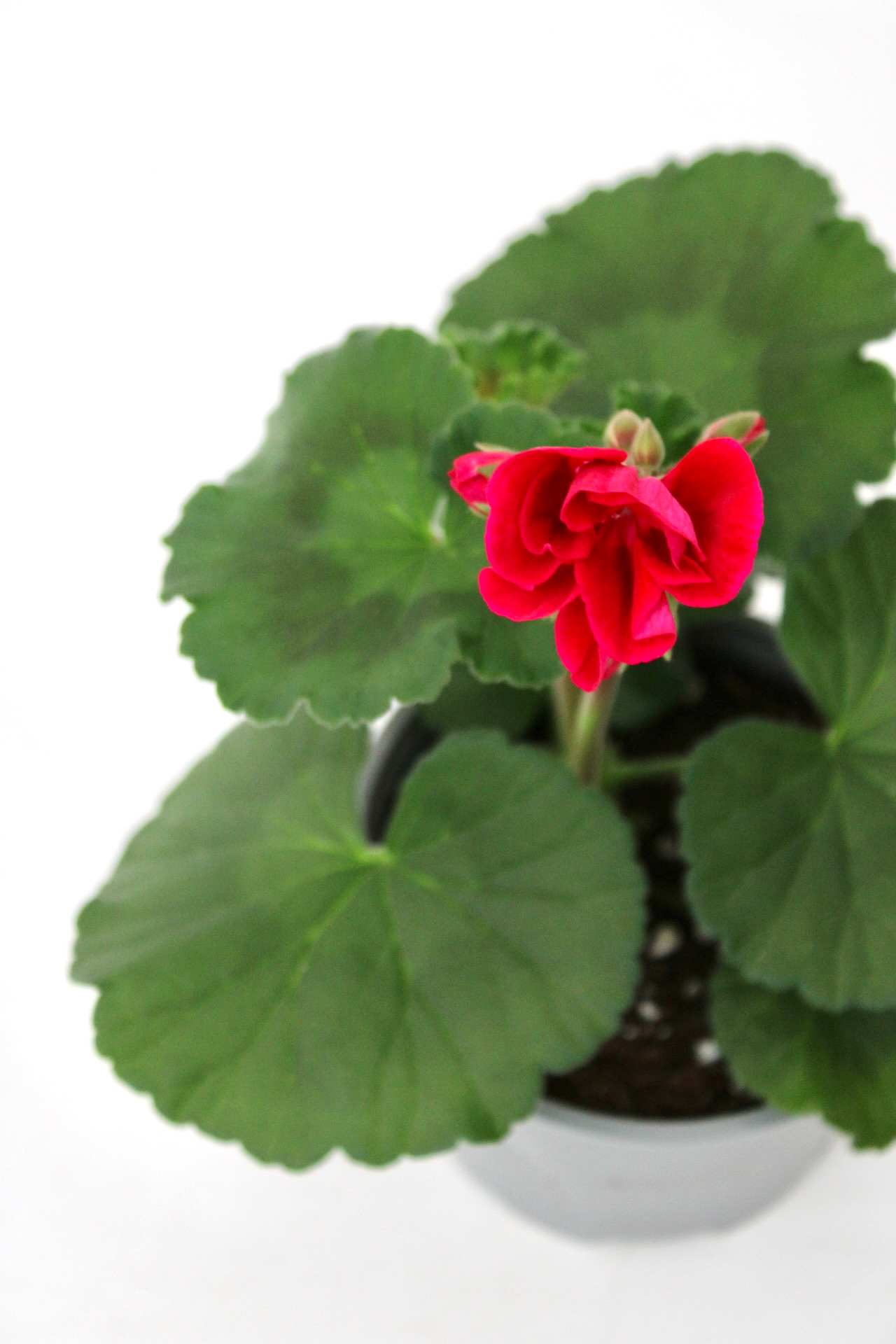 pelargonium_zoom_planthiza