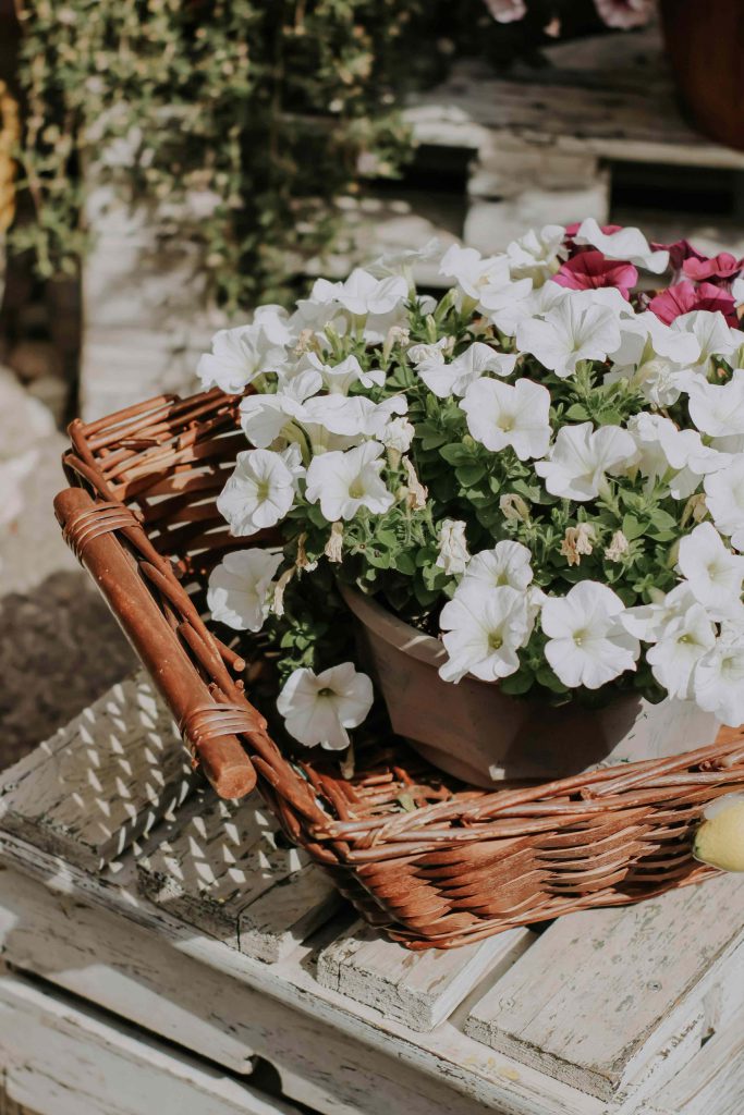 petunia-surfinia-planthiza-spring-blog