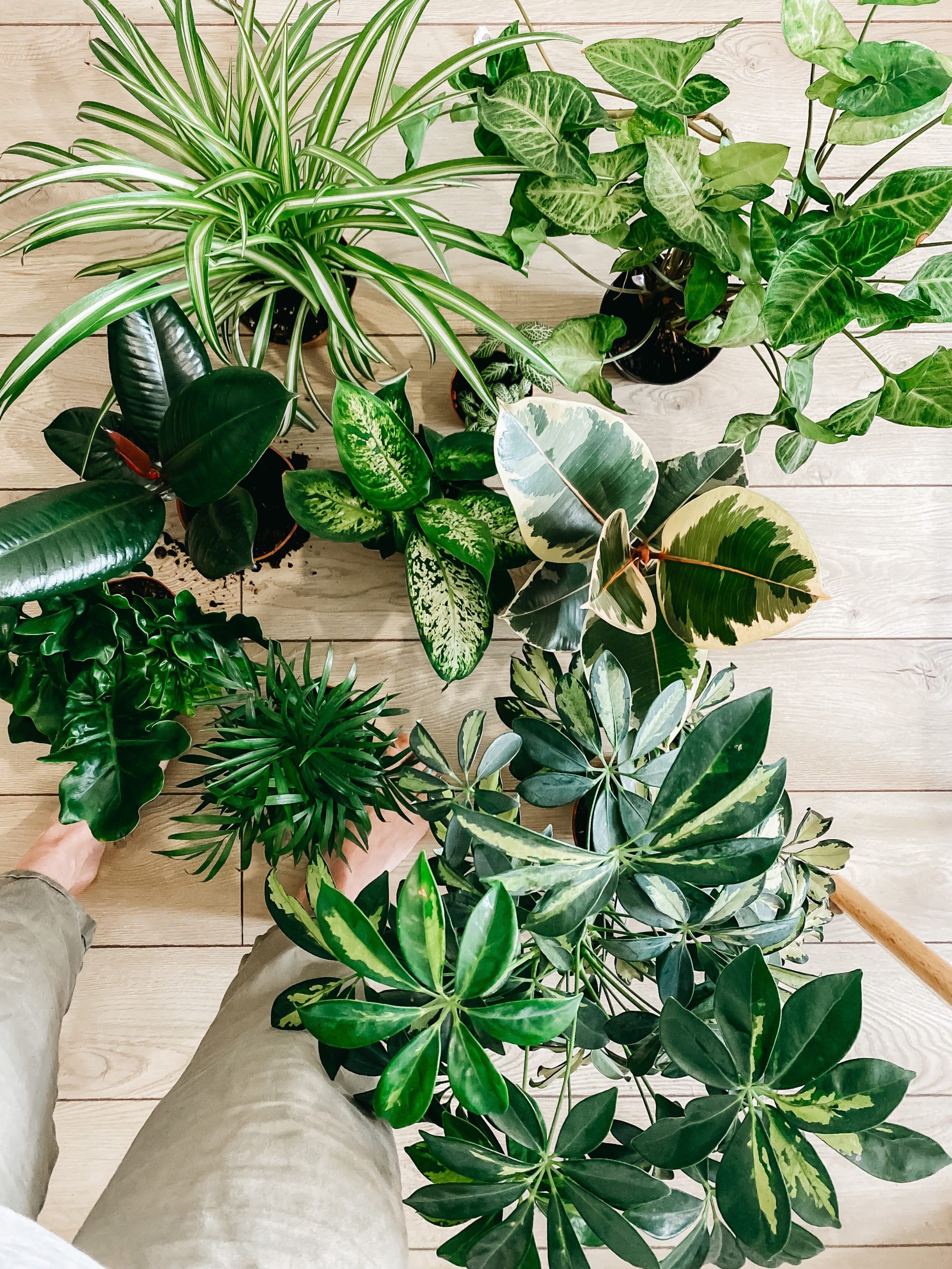 Plantas-verao-1