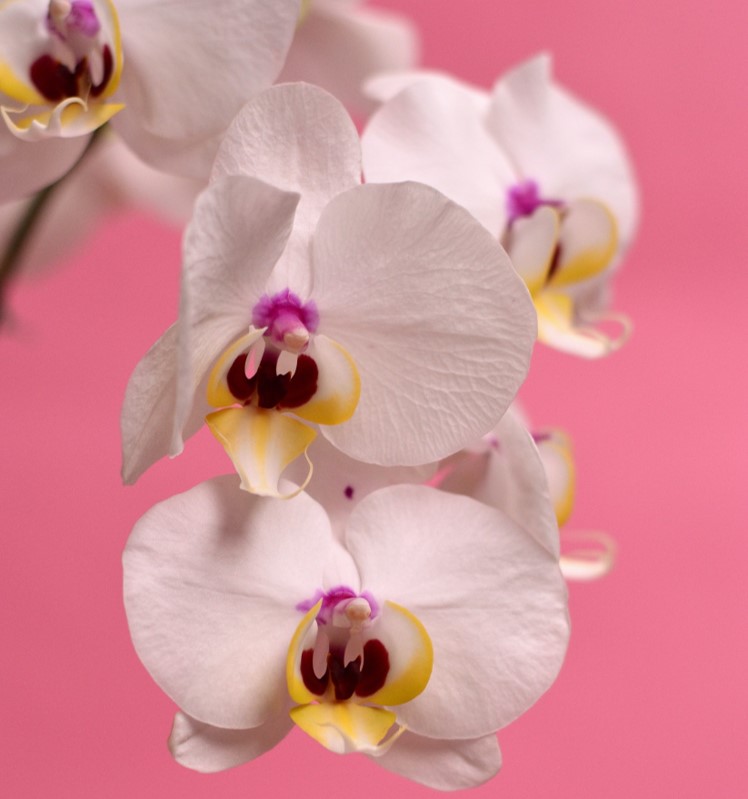 orquidea-pexels