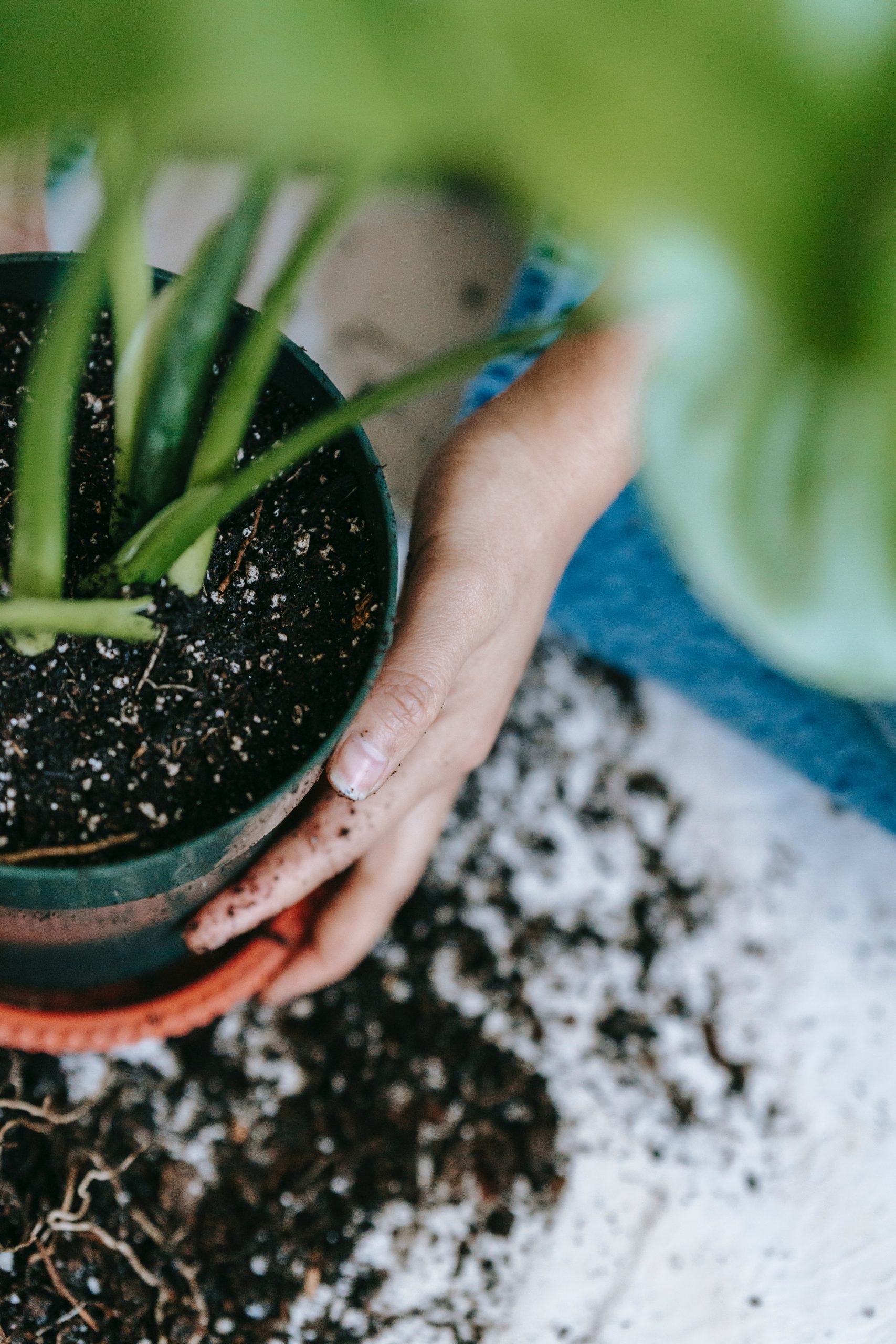 repotting-pexels