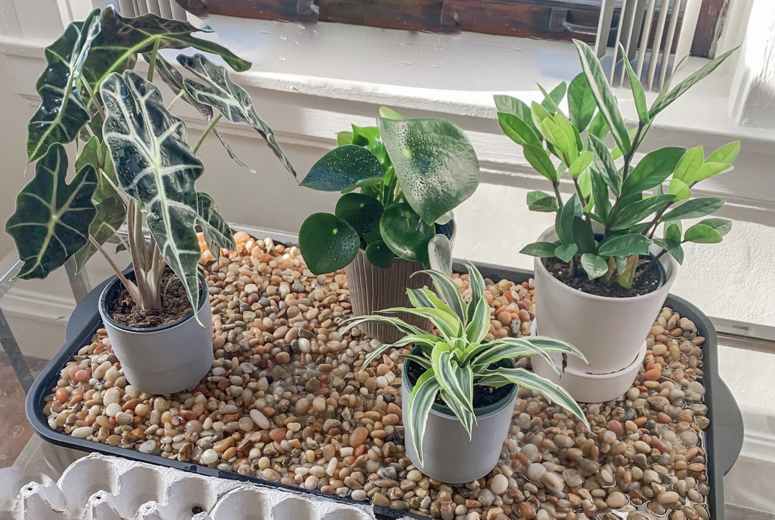 plant-water.tray