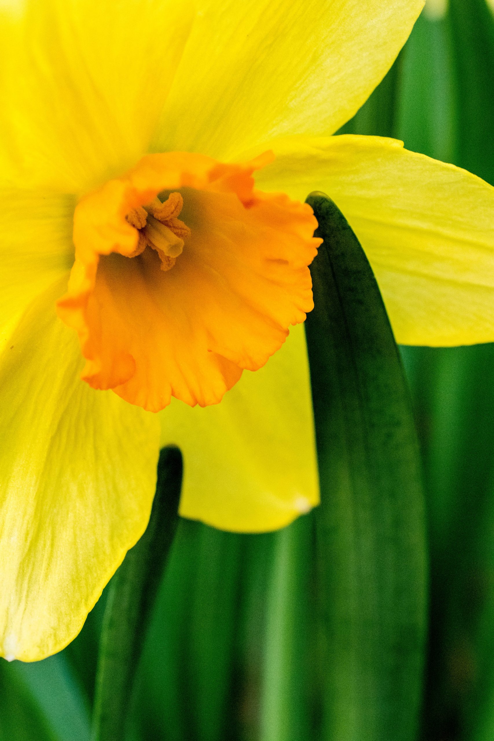 Narciso-pexels