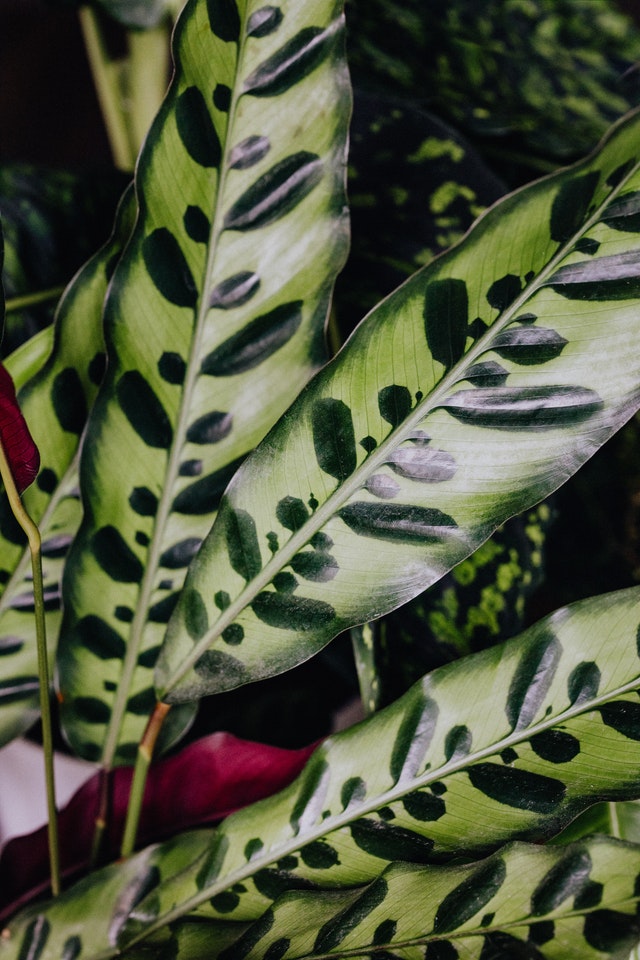lancifolia-pexels