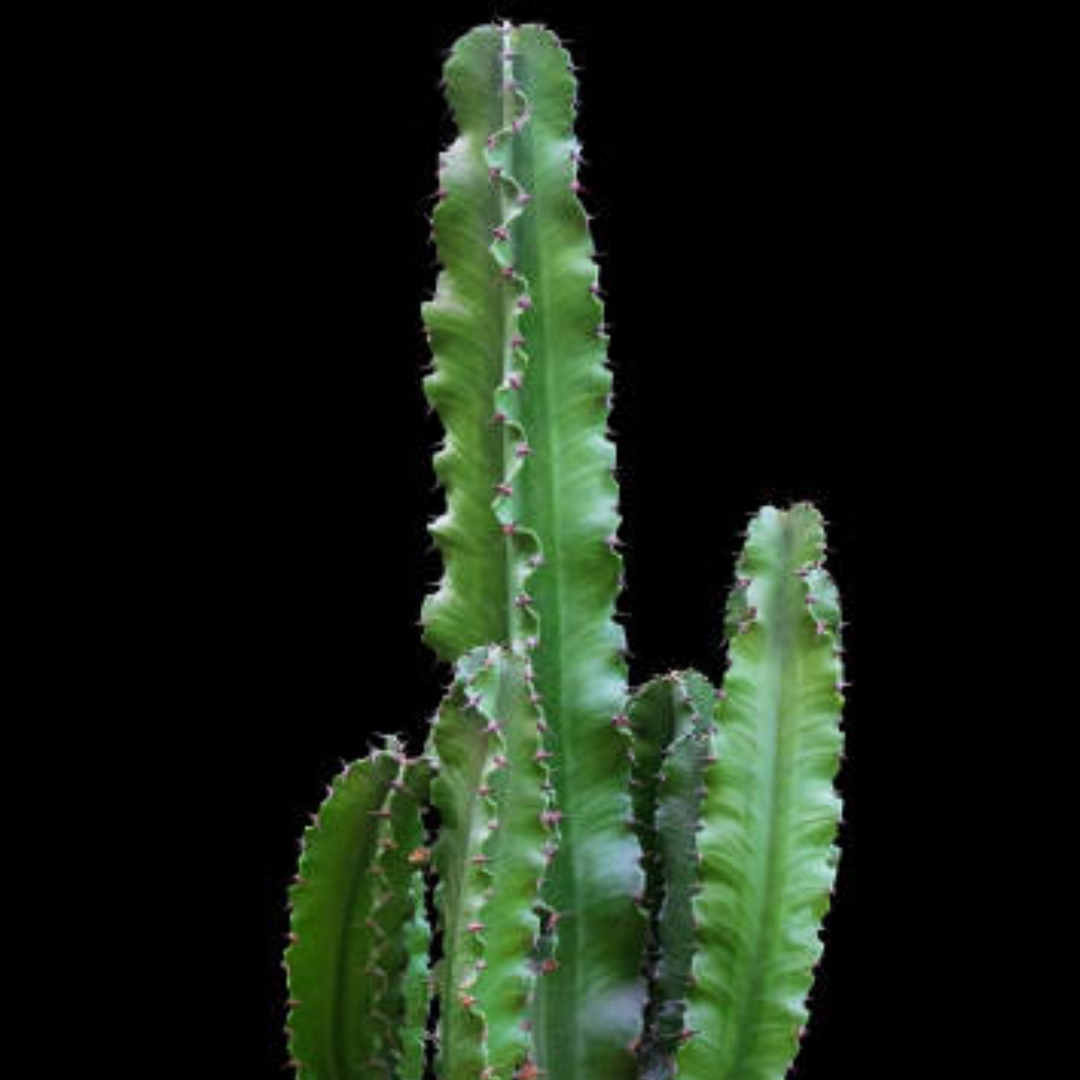 euphorbia trigona-halloween