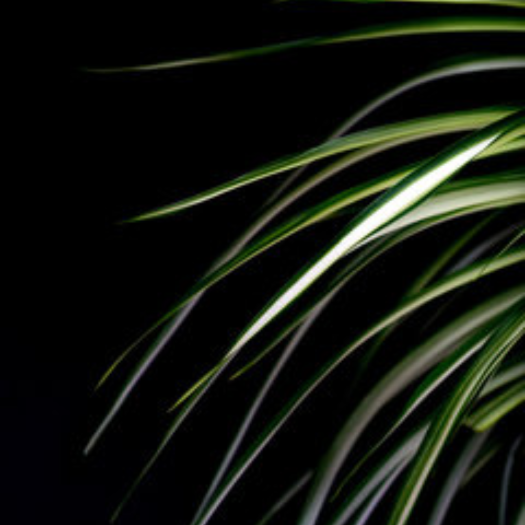 halloween-chlorophytum1
