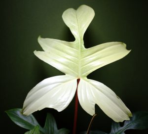 philodendron-florida-ghost.png