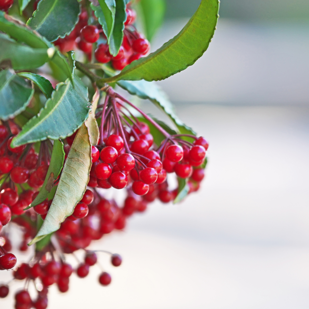 ardisia