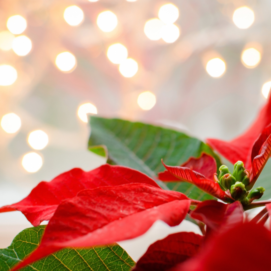estrela-natal