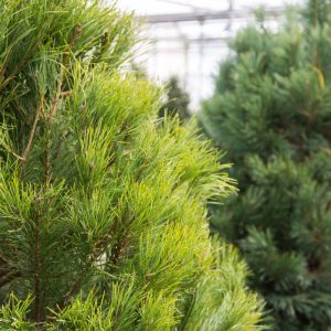 picea-conica-compressed