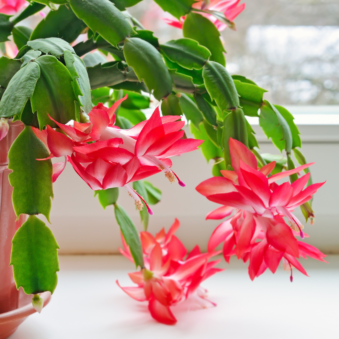 shlumbergera