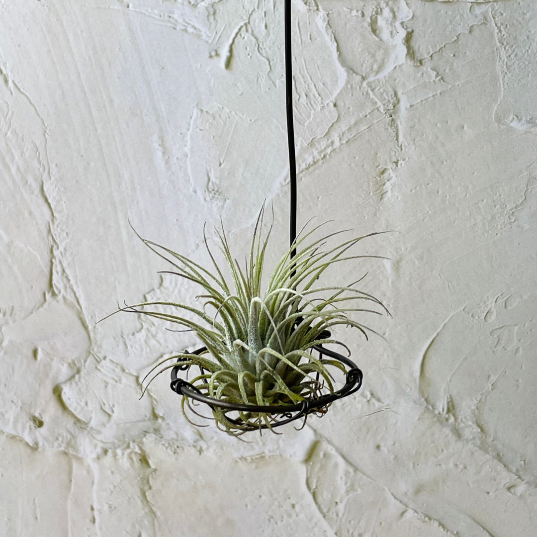 tillandsia