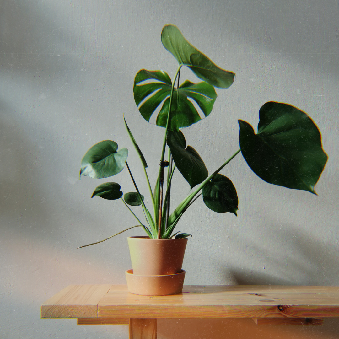 Monstera-deliciosa