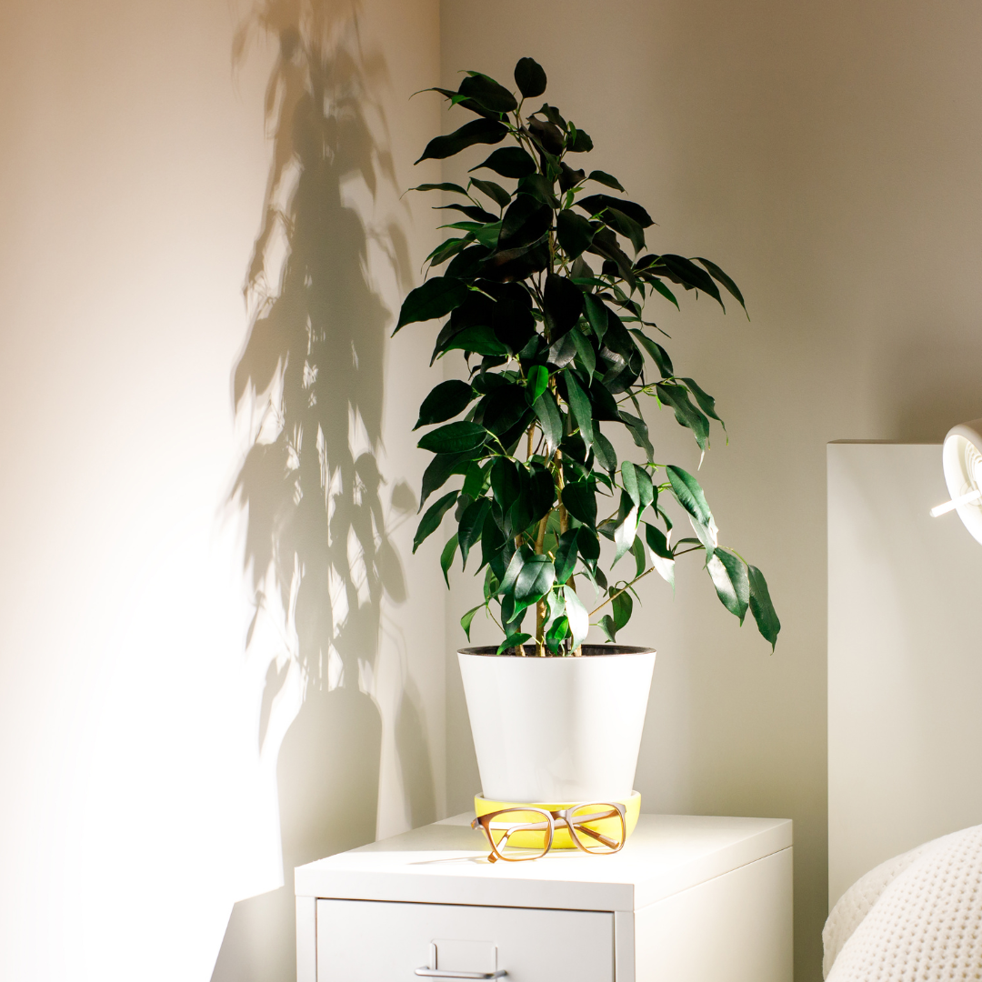 ficus