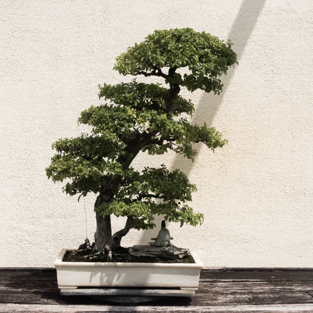 bonsai-compressed