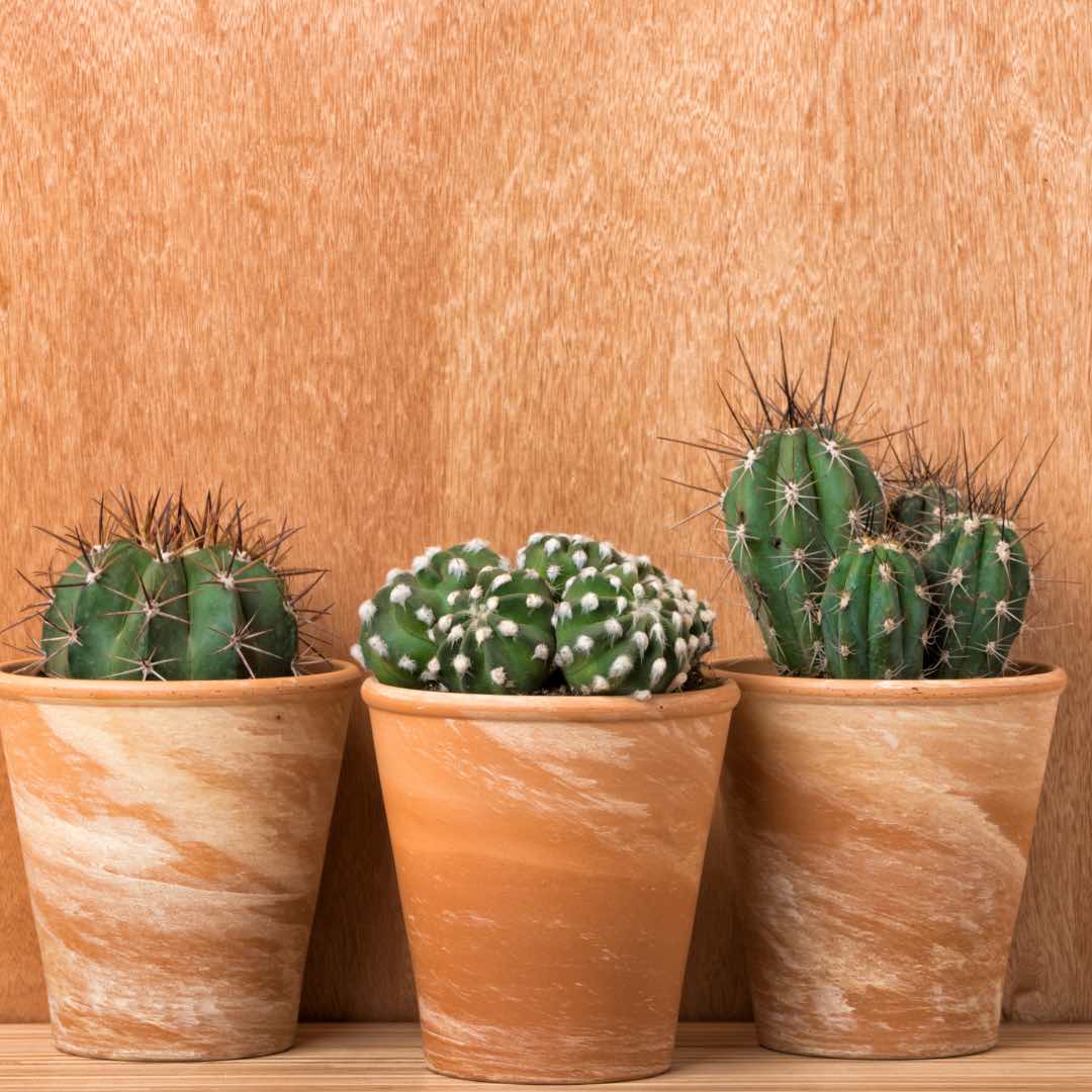 cactus-compressed