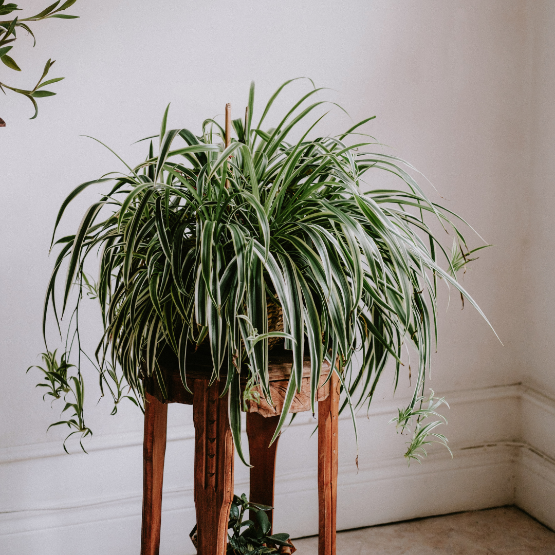 chlorophythum