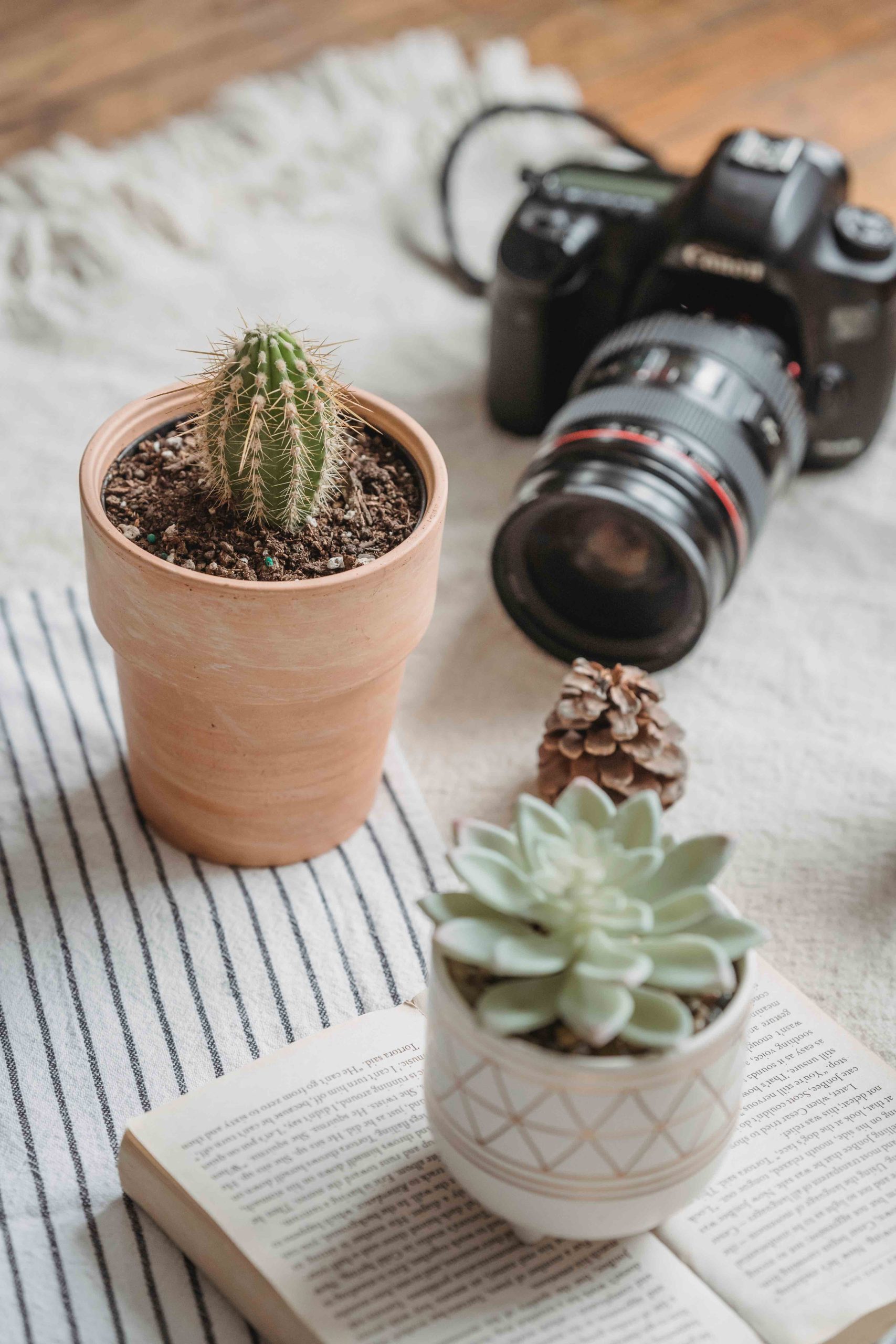 dicas-como-fotografar-plantas-planthiza-3-compressed