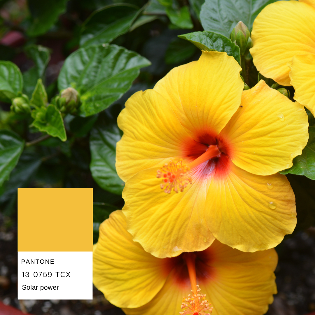 hibiscus-planthiza-pantone-summer