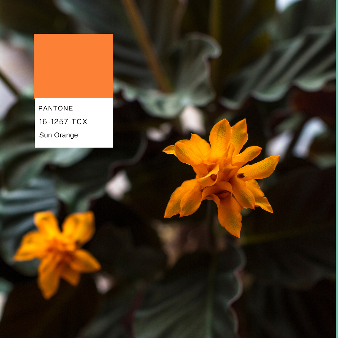 calathea-crocata-planthiza-pantone-summer