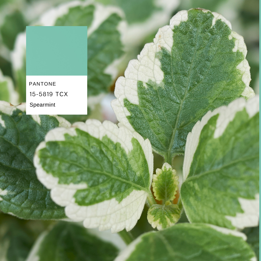 Plectranthus-planthiza-pantone-summer