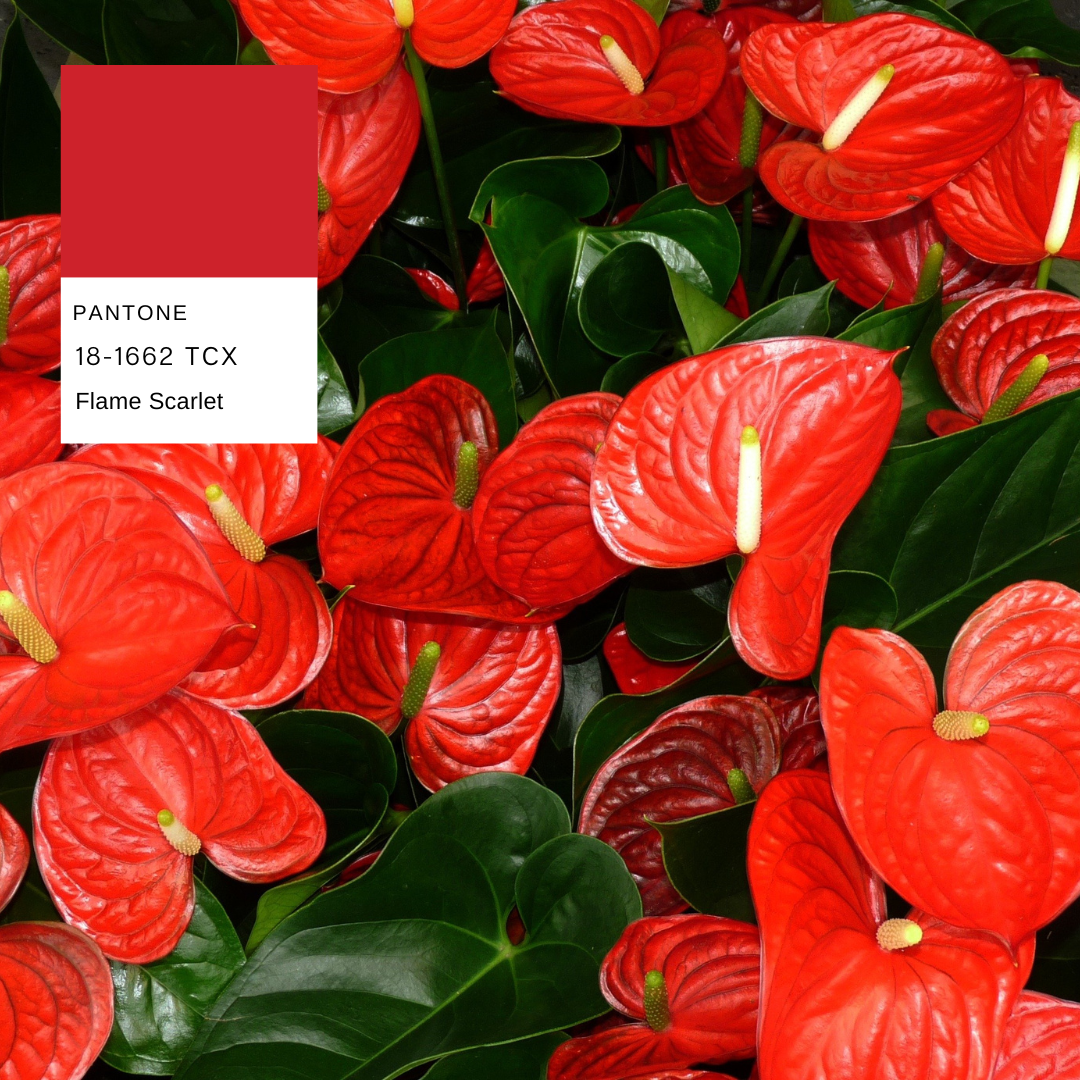 anthurium-red-planthiza-pantone-summer