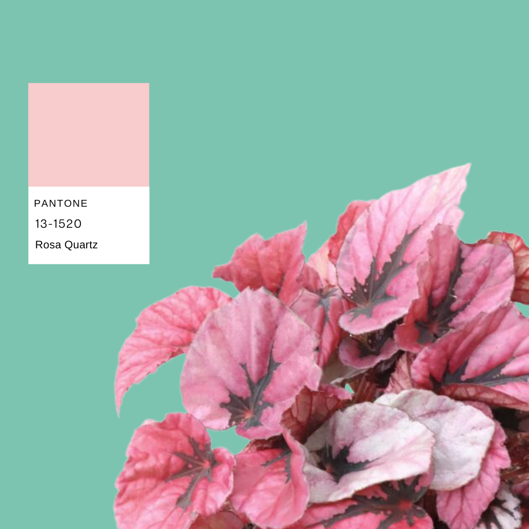 begonia-rex-planthiza-pantone-summer