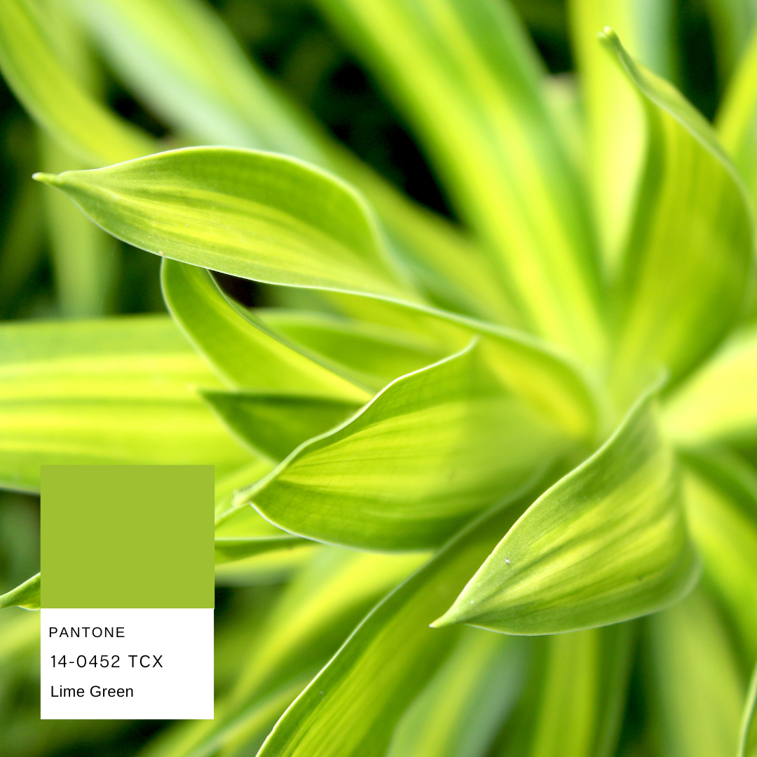dracaena-lemon-lime-planthiza-pantone-summer