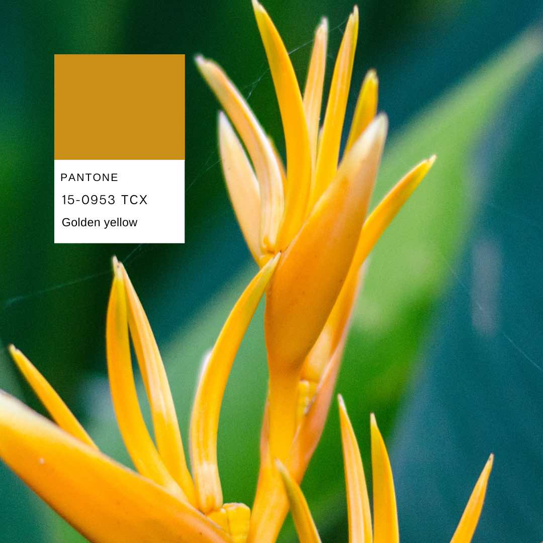 heliconia-planthiza-pantone-summer-compressed
