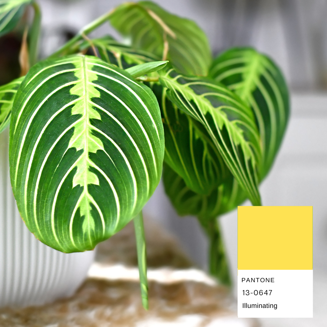 maranta-lemon-lime-planthiza-pantone-summer