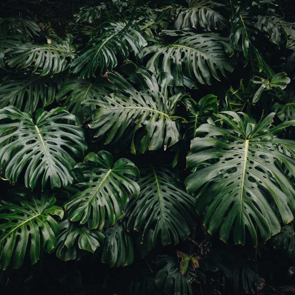 monstera-planthiza-fenestraçao-compressed