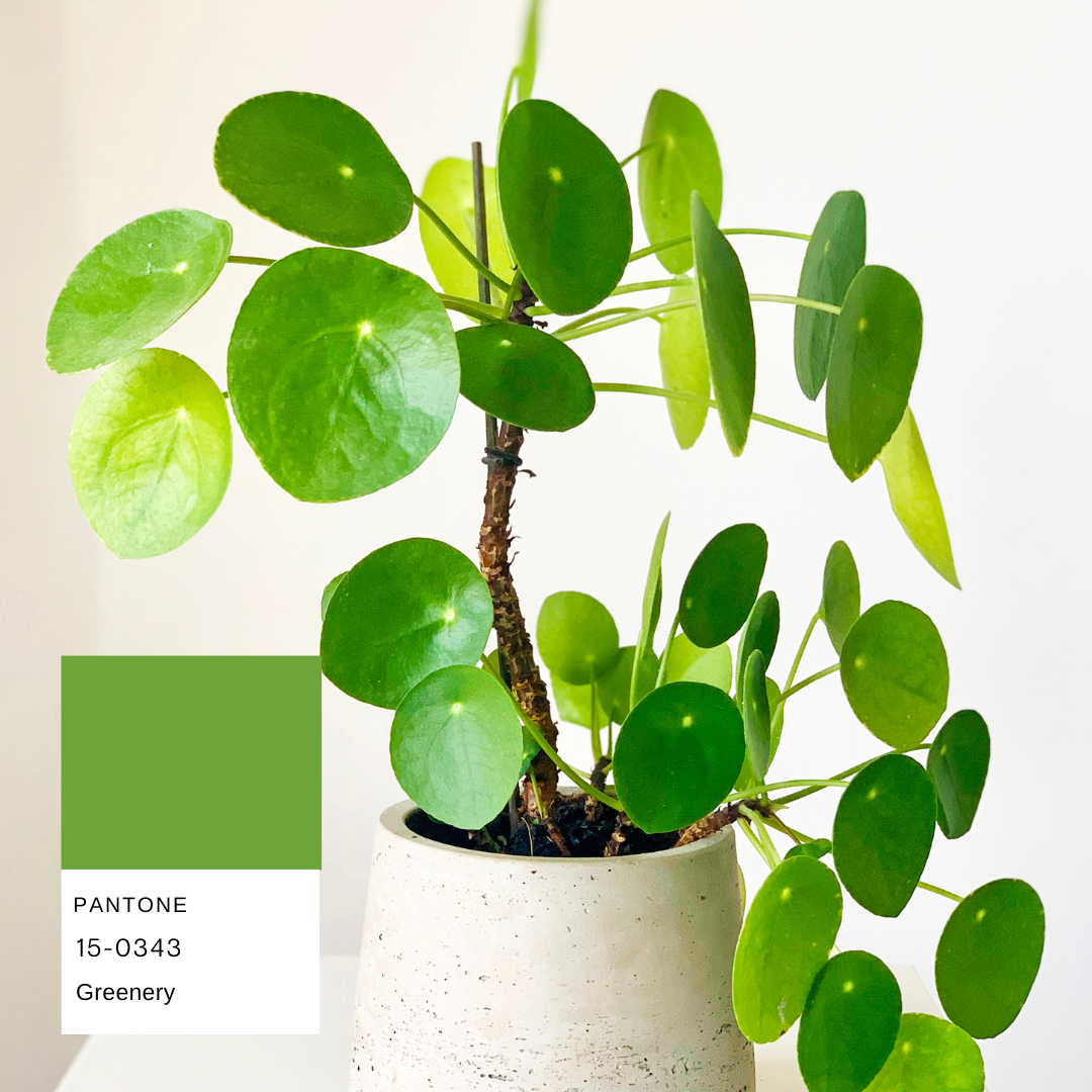 pilea-peperomioides-planthiza-pantone-summer