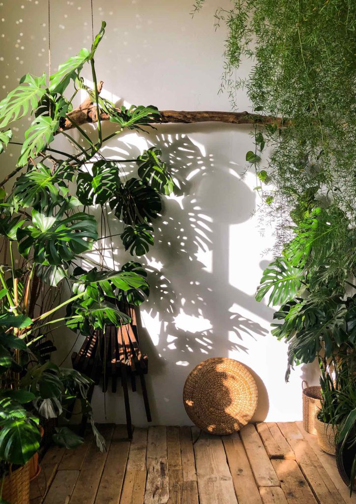 planthiza-dicas-indoor-jungle-4-compressed
