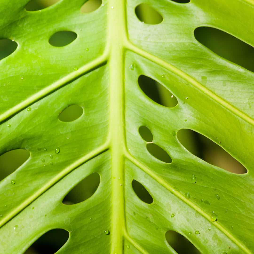 planthiza-fenestraçao-2-compressed