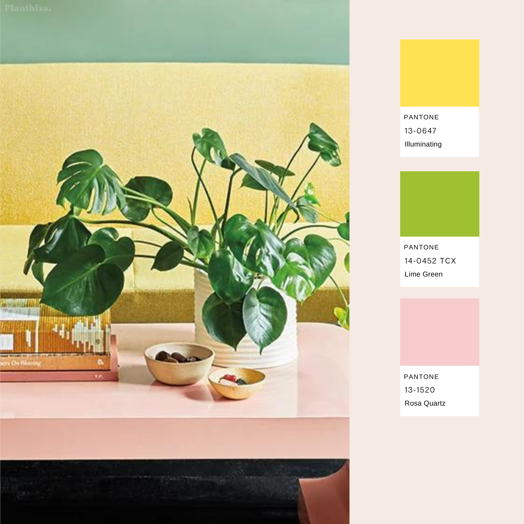 planthiza-summer-plant-pantone-2023-1