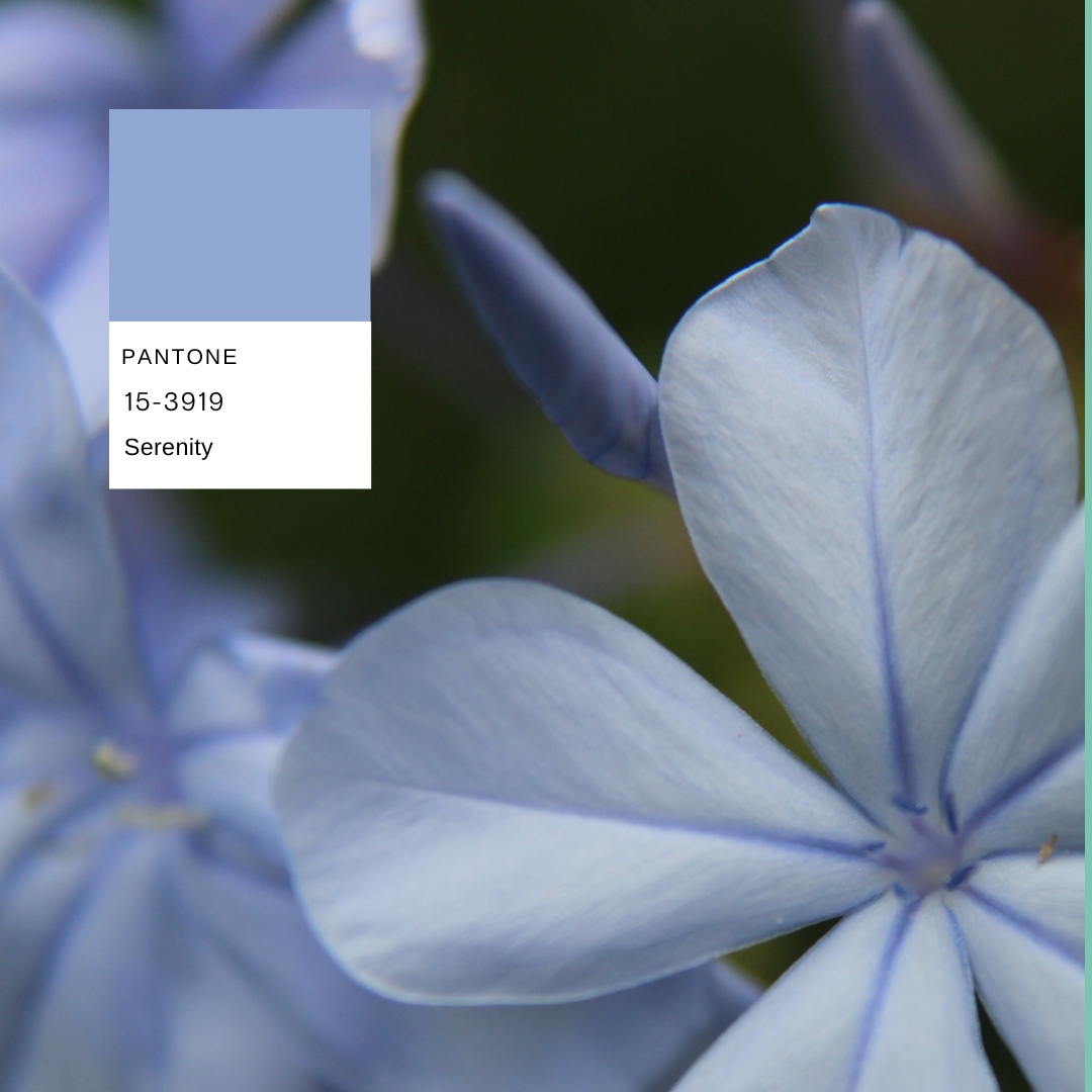 plumbago-planthiza-pantone-summer