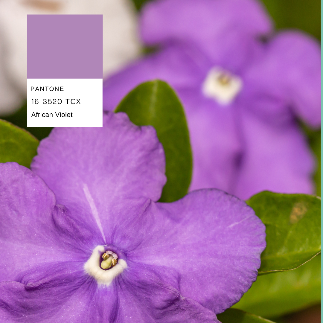 saintpaulia-planthiza-pantone-summer