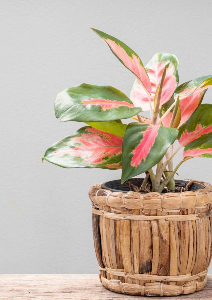 aglaonema-plant-profile-planthiza-compressed-2