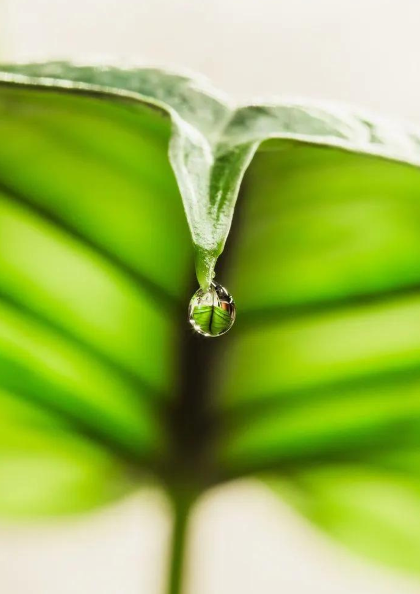 guttation-alocasia-planthiza