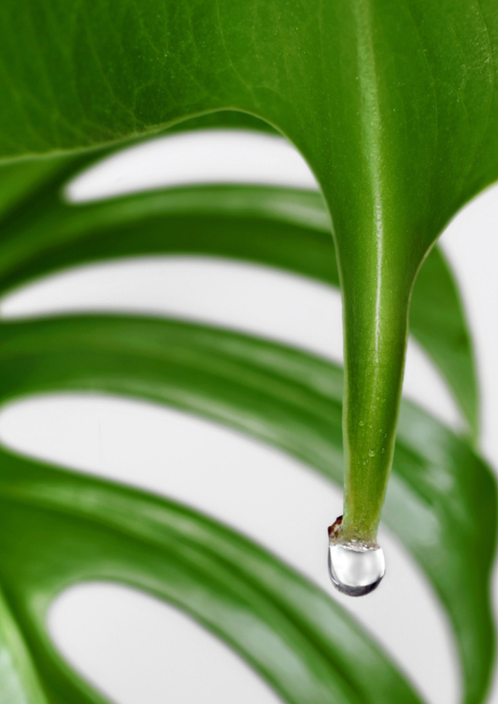 guttation-monstera-planthiza