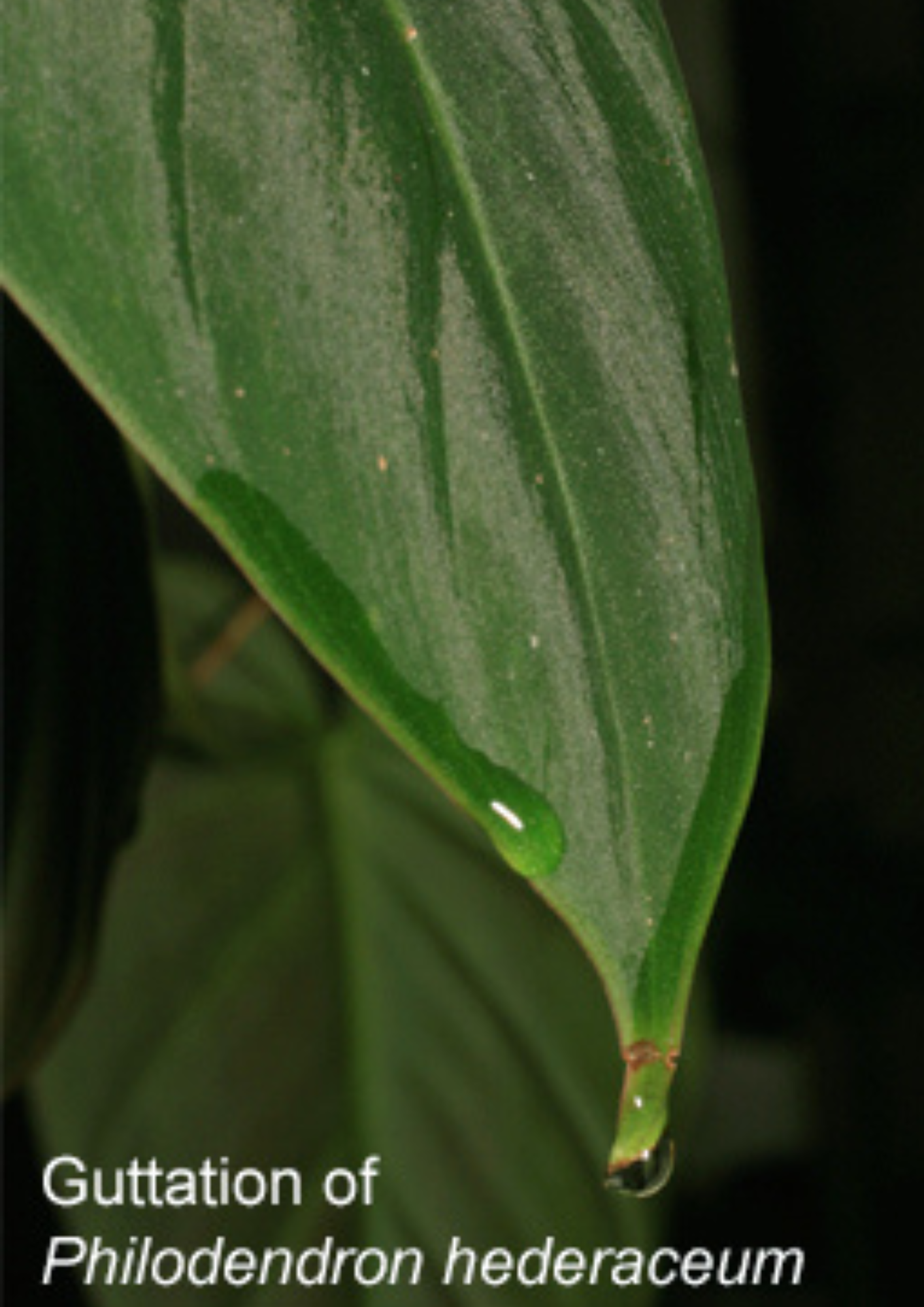 guttation-philodendron-planthiza