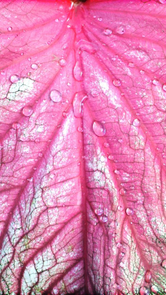 pink-plants-pigment-compressed