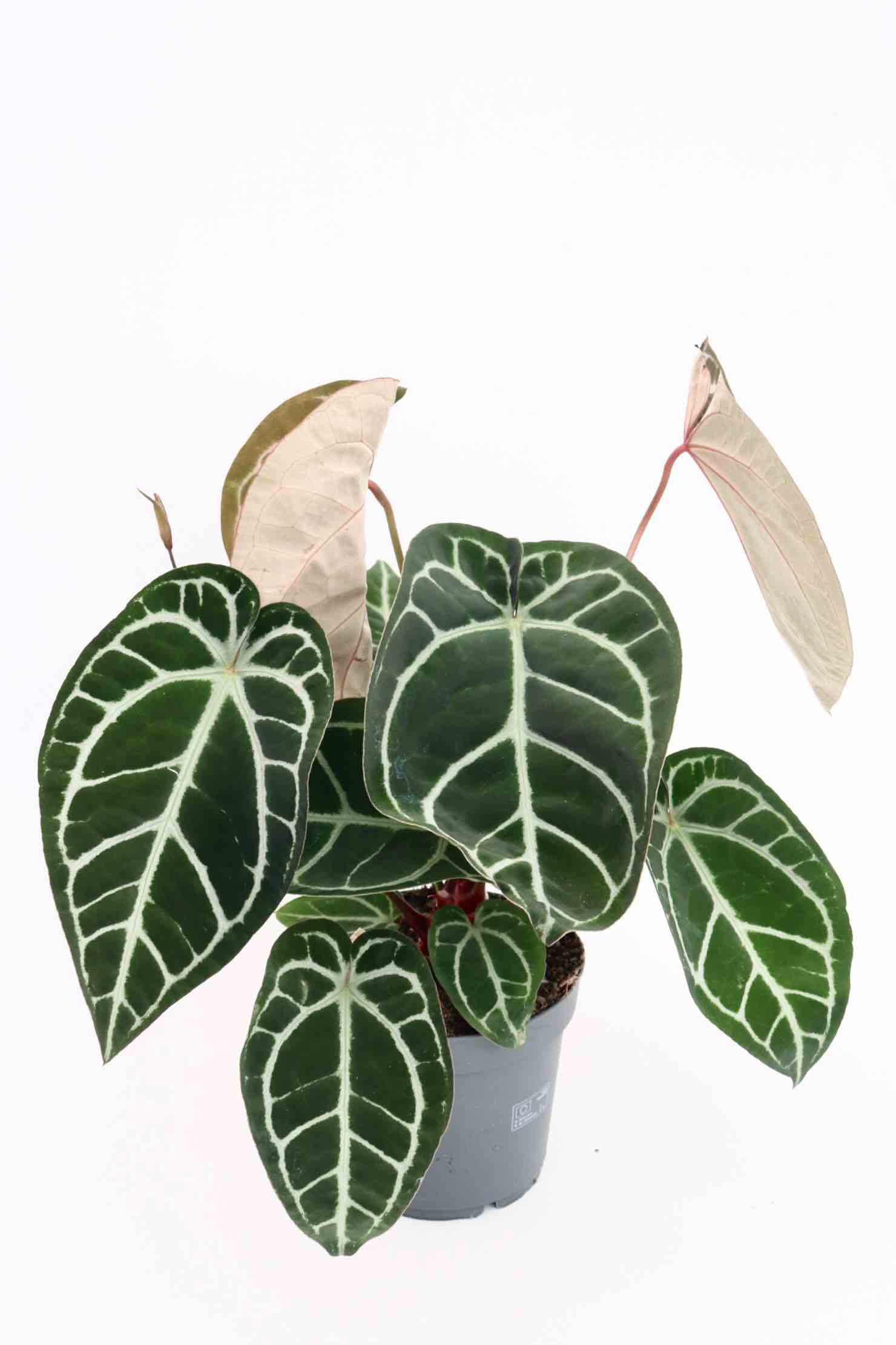 anthurium-crystallinum-planthiza